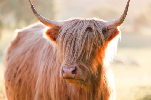 Single highland cow standing in field in golden afternoon sun close up of face - Australian Stock Image