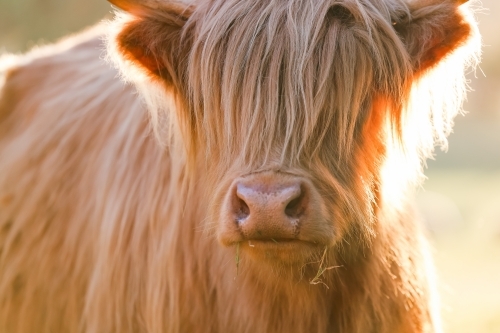 Single highland cow standing in field in golden afternoon sun, close up of face - Australian Stock Image