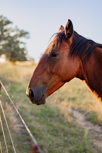 single horse in paddock on a golden afternoon - Australian Stock Image