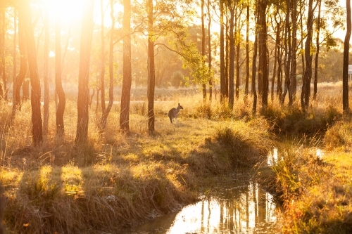 Single kangaroo in australian bushland beside creek at sunset - Australian Stock Image