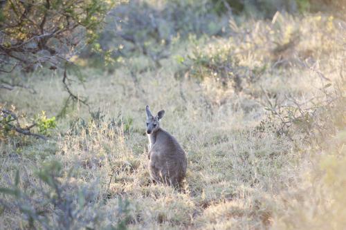 single kangaroo in bush looking back