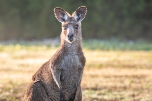 Single kangaroo standing in bushland in the morning light. - Australian Stock Image