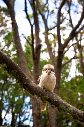 Single kookaburra perched on branch in tree - Australian Stock Image