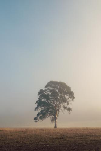 Single large gum tree in morning fog