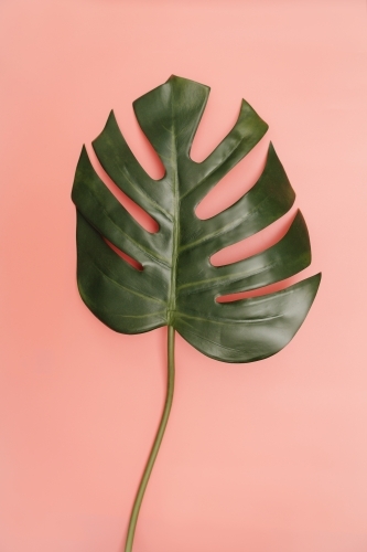 Single monstera palm leaf on coral pink background