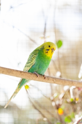 Single pet budgie bird perched on stick in aviary - Australian Stock Image