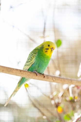 Single pet budgie bird perched on stick in aviary