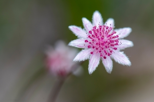 Single Pink Flannel Flower bloom (Actinotus forsythii)