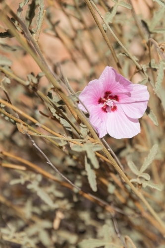 Single pink flower with darker pink center in a dry environment - Australian Stock Image