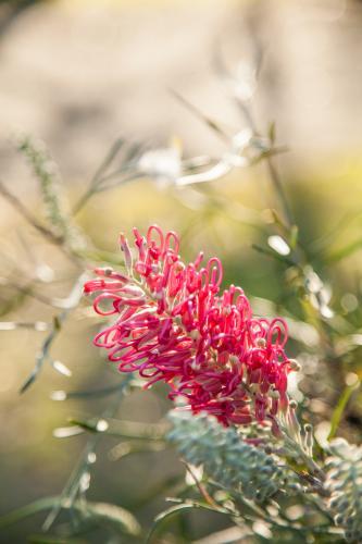 Single pink grevillea flower on a golden morning - Australian Stock Image