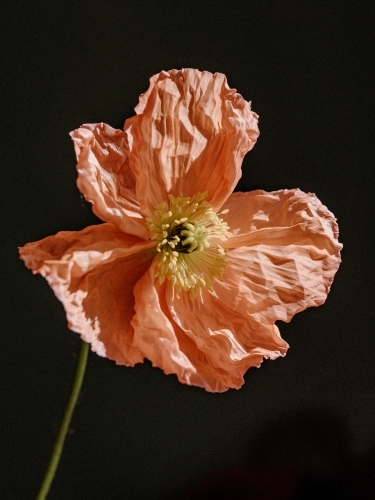 single poppy flower in full bloom with salmon pink colour on black - Australian Stock Image