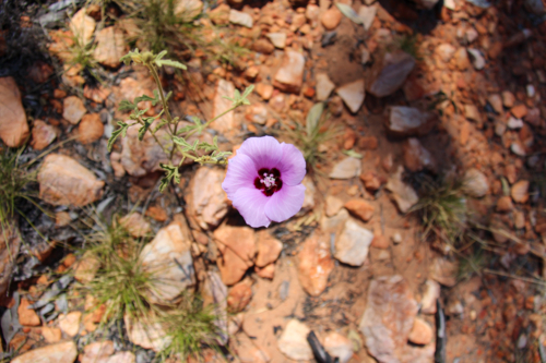 Single purple flower in rocky terrain - Australian Stock Image
