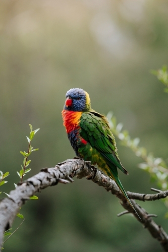 Single rainbow lorikeet perched on branch with blurred background - Australian Stock Image