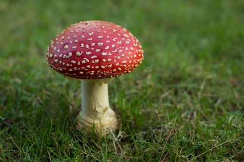 Single red mushroom (fly agaric) against green grass - Australian Stock Image