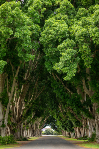 Single road leading through tunnel of fig trees - Australian Stock Image