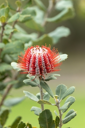 single scarlet banksia flower - Australian Stock Image
