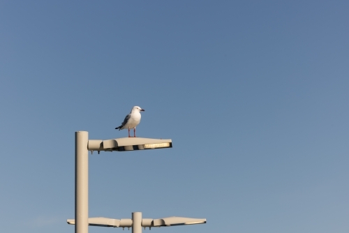 Single seagull sitting on street lamp at the beach - Australian Stock Image