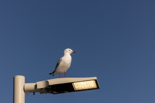 Single seagull sitting on street lamp at the beach - Australian Stock Image