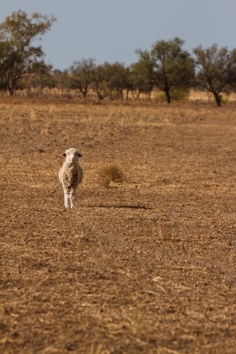 Single sheep looking straight ahead - Australian Stock Image