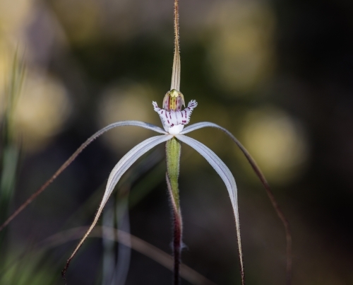 Single Spider Orchid wildflower in the bush