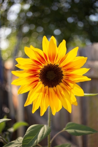 Single sunflower - Australian Stock Image