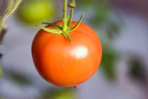 Single tomato growing and ready to be picked - Australian Stock Image