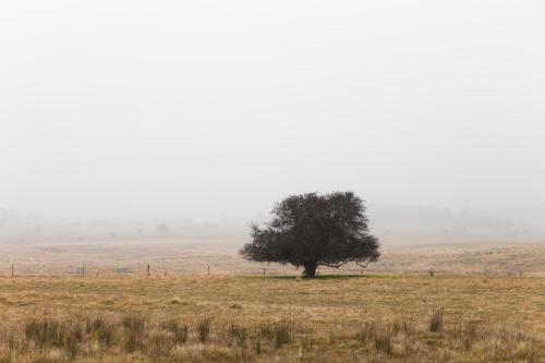 Single tree in remote landscape with mist