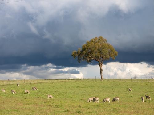 Single tree on skyline of a sheep paddock with sheep - Australian Stock Image