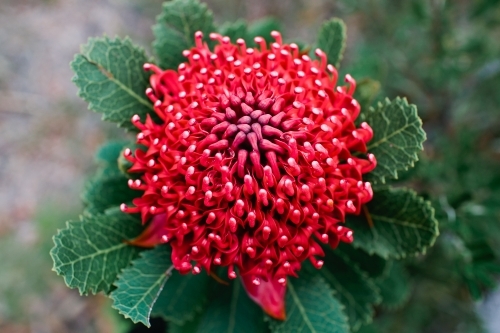 Single waratah - Australian Stock Image