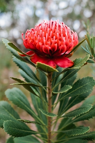 Single waratah - Australian Stock Image