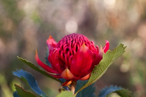 Single Waratah - Australian Stock Image