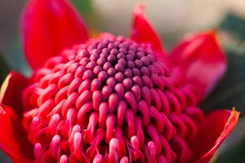 Single Waratah - Australian Stock Image