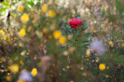 Single Waratah - Australian Stock Image