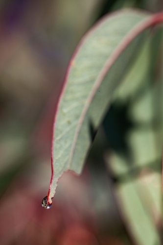 Single water drop on the tip of a gum leaf - Australian Stock Image