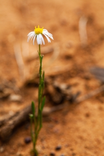 Single white daisy on a stalk - Australian Stock Image