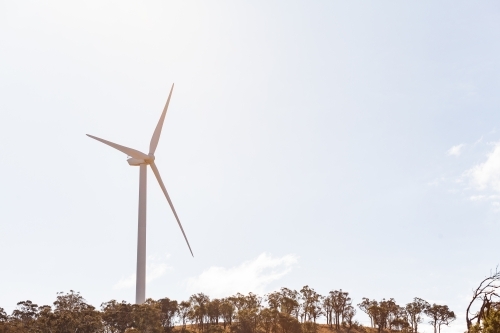 Single wind turbine on ridgeline of eucalyptus trees with copy space sky - Australian Stock Image