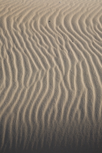 Sinuous ripples on sand