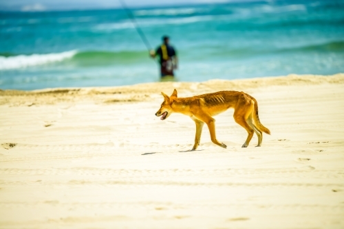 skinny hungry dingo walking on the sandy beach in sunlight - Australian Stock Image