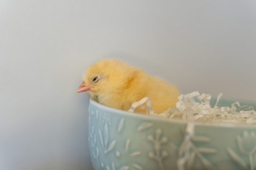 Sleeping chicken in an Easter bowl - Australian Stock Image
