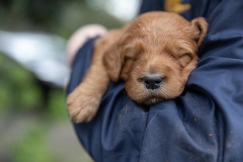 Sleeping Groodle puppy getting a cuddle - Australian Stock Image