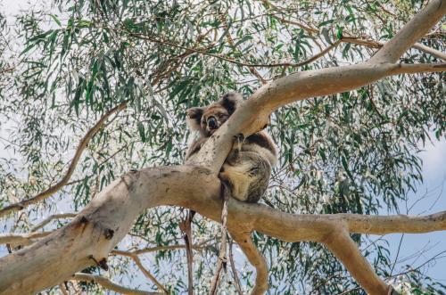 Sleeping koala in a gumtree