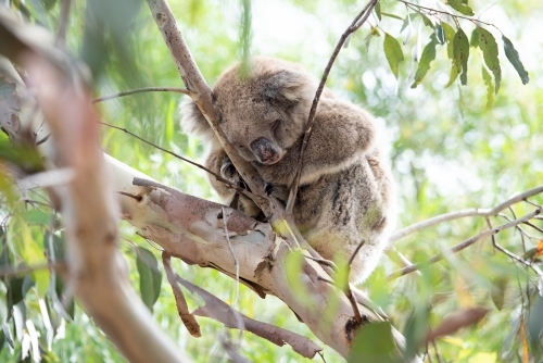Sleeping koala in gum tree branches