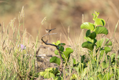 Small Australian bird resting on branch surrounded by green plants in grassy field - Australian Stock Image