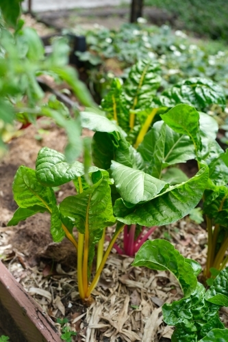 Small backyard garden patch - Australian Stock Image