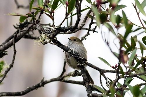 Small bird in a tree
