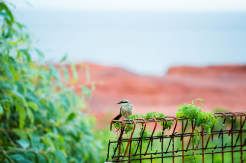 Small bird perched on a rust-coloured fence - Australian Stock Image