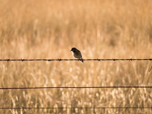 Small bird sitting on a barbed wire fence with golden coloured grass behind - Australian Stock Image