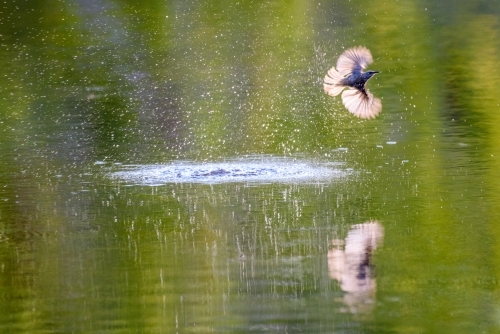 Small bird splashing and flying over a green reflection in the water.