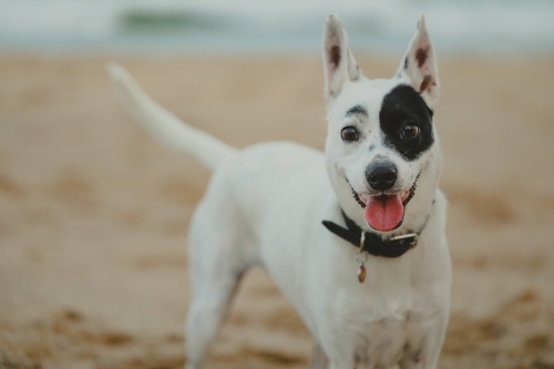 Small black and white mixed breed fox terrier playing on sandy dog friendly beach - Australian Stock Image