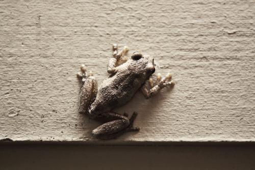 Small brown frog on a wall